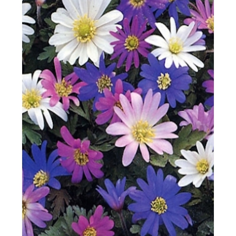 Anemone Blanda Mixed – 10.5cm Pot
