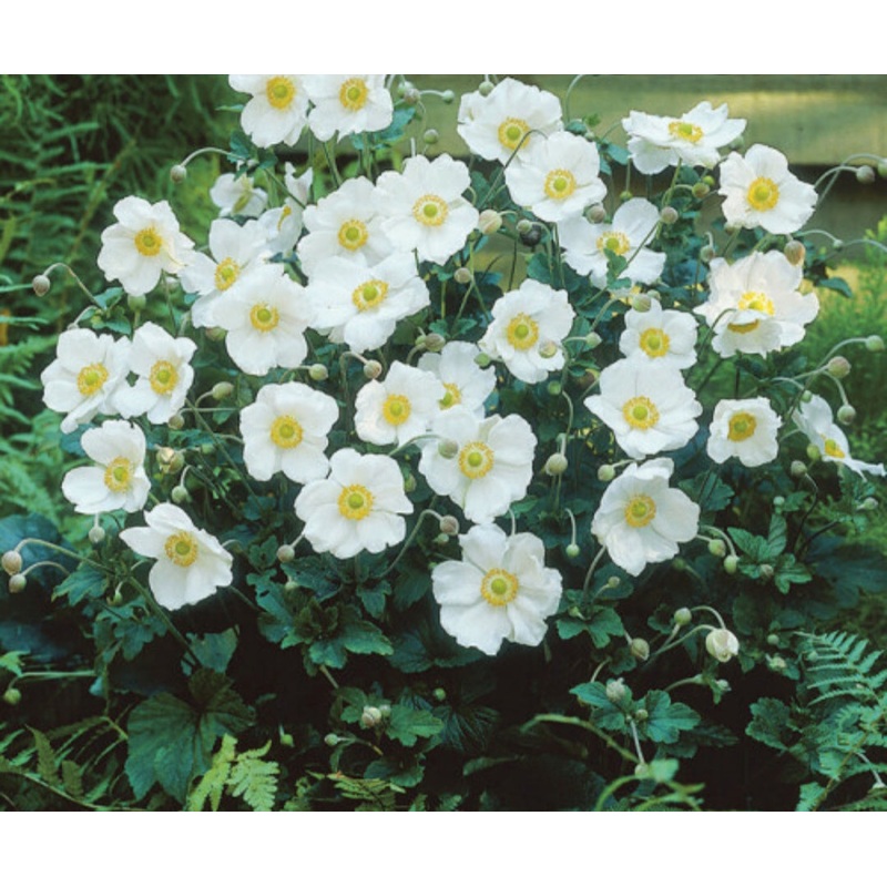 Anemone Honorine Jobert – 2 Litre Pot