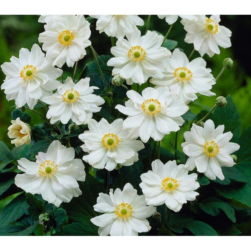 Anemone Whirlwind – 2 Litre Pot