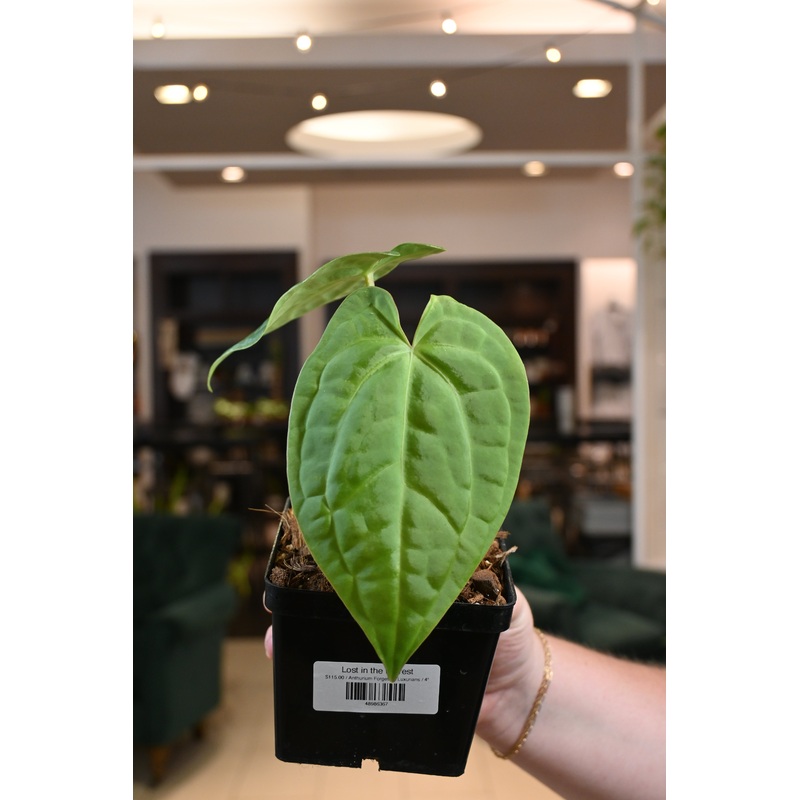 Anthurium Forgetii X Luxurians