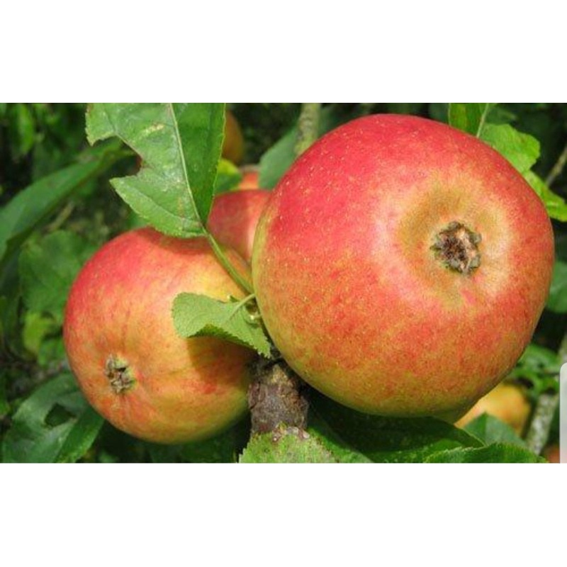 Apple Blenheim Orange – 12 Litre Pot