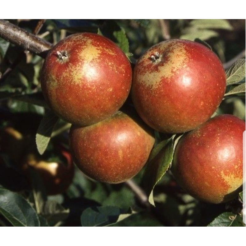Apple Cox Self Fertile – 12 Litre Pot