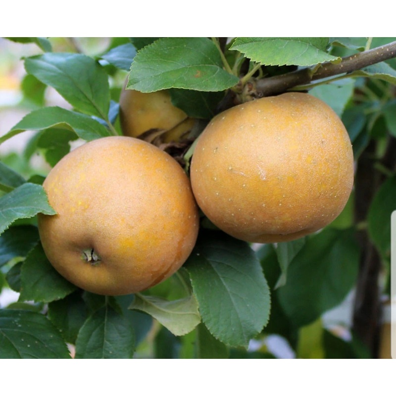 Apple Egremont Russett – 12 Litre Pot