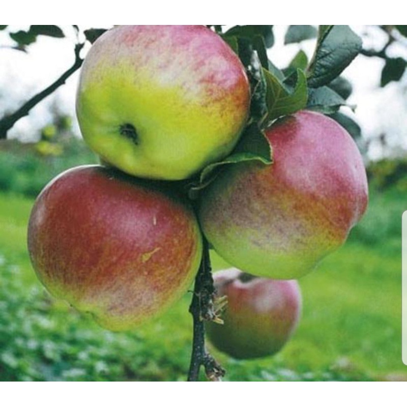 Apple Howgate Wonder – 10 Litre Pot
