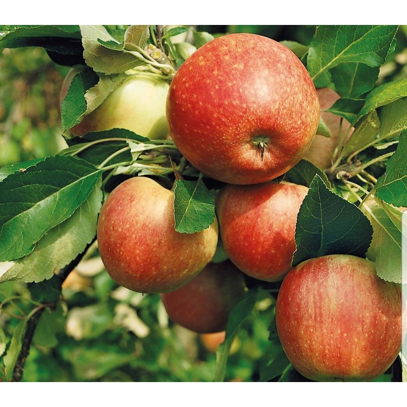 Apple James Grieve – 10 Litre Pot