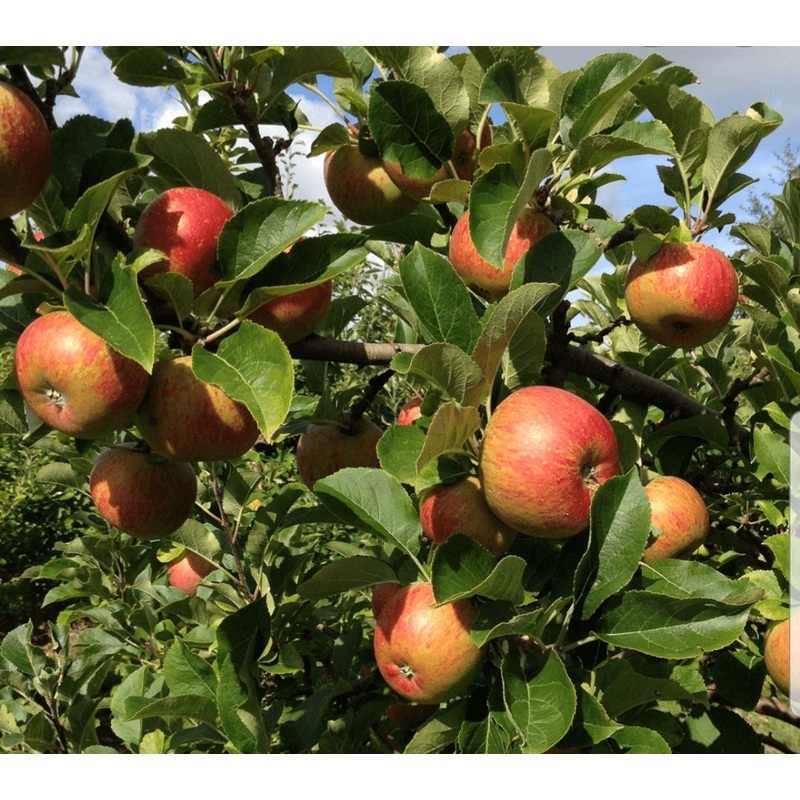 Apple Laxtons Superb – 10 Litre Pot
