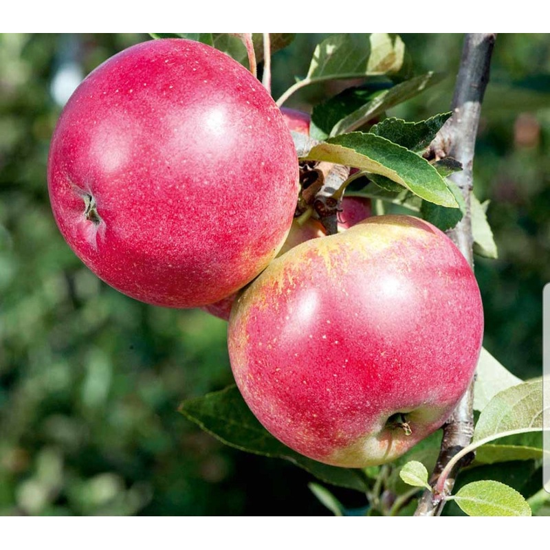 Apple Worcester Pearmain – 10 Litre Pot