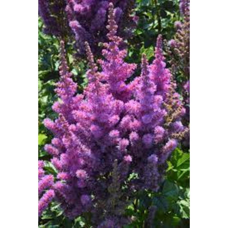 Astilbe – Black Pearls – 2 Litre Pot