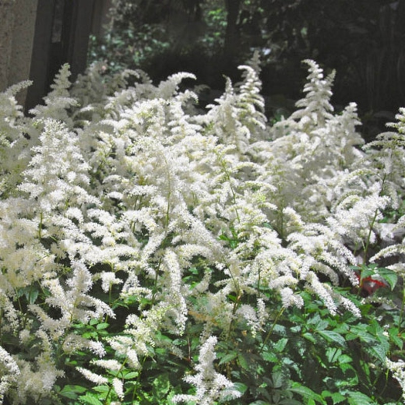 Astilbe – Bridal Veil – 2 Litre Pot