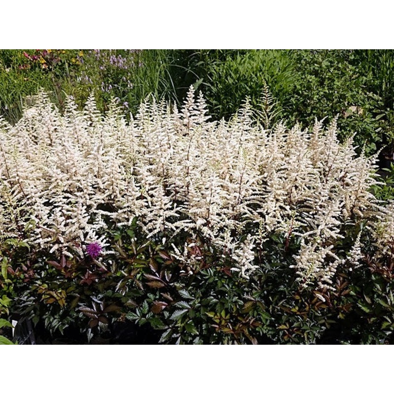 Astilbe – Cappucino – 2 Litre Pot