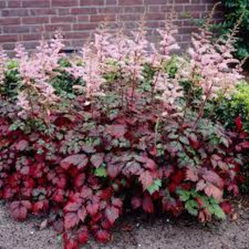 Astilbe – Color Flash – 2 Litre Pot