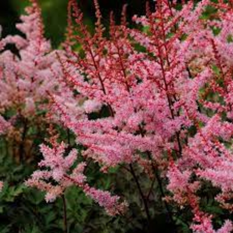 Astilbe – Delft Lace – 2 Litre Pot