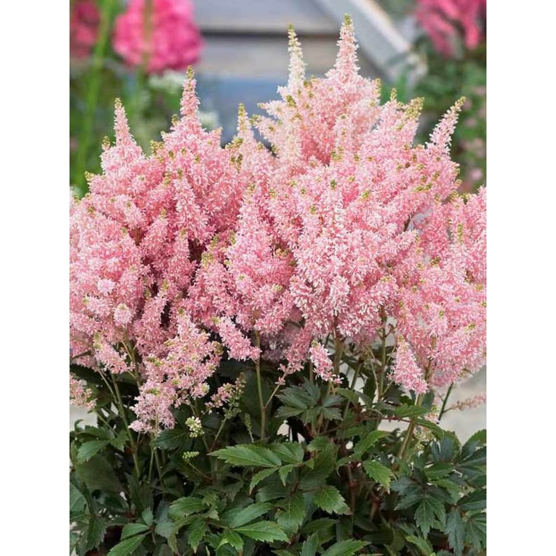 Astilbe – Deutschland – 2 Litre Pot