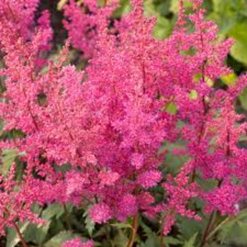 Astilbe – Elisabeth Van Veen – 2 Litre Pot