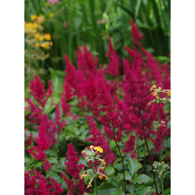 Astilbe – Fanal – 2 Litre Pot