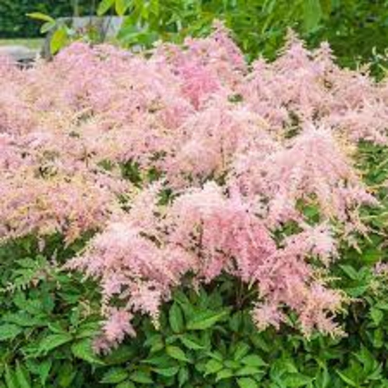 Astilbe – Fireworks Pink- 2 Litre Pot