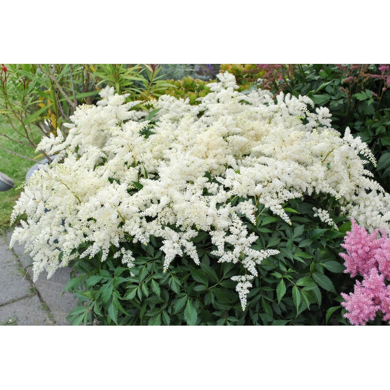 Astilbe – Fireworks White – 2 Litre Pot