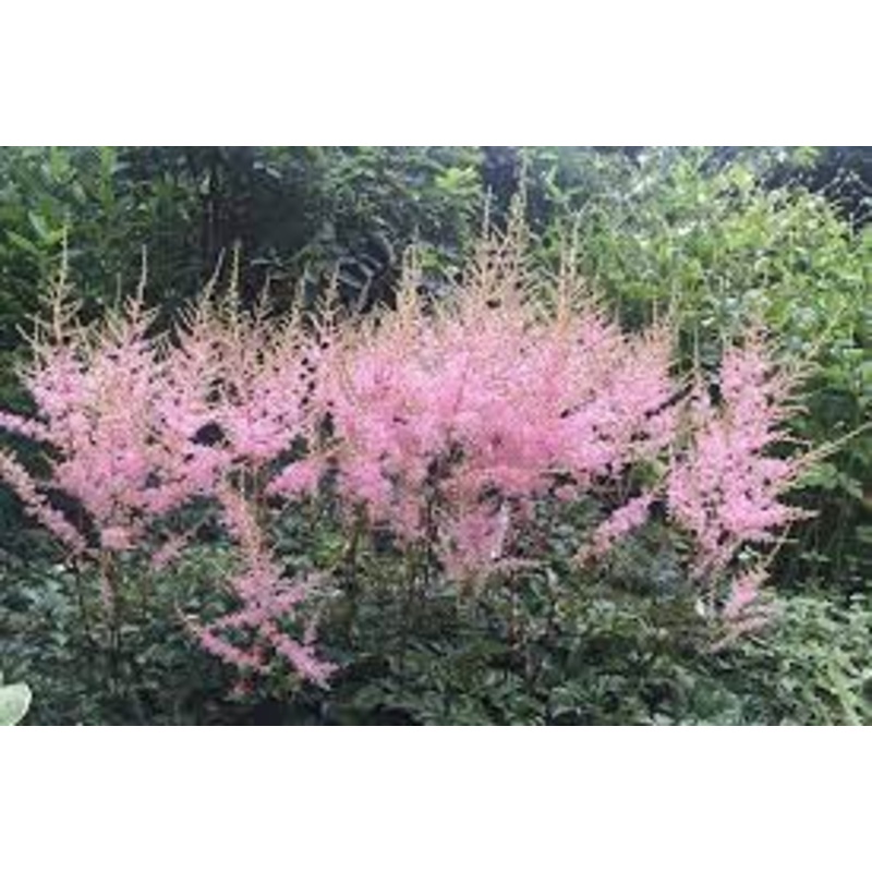 Astilbe – Hennie Graafland – 2 Litre Pot