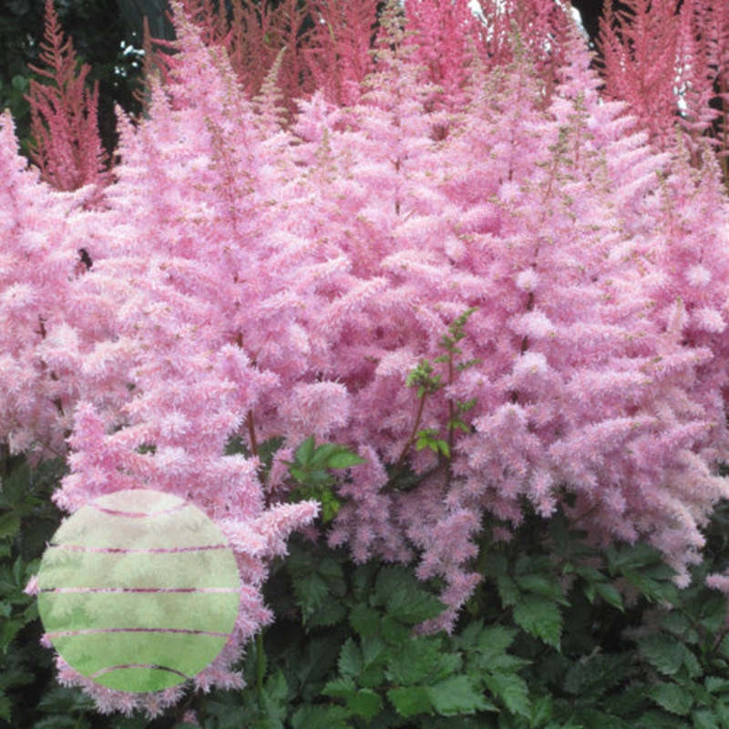 Astilbe – Ice Cream – 2 Litre Pot
