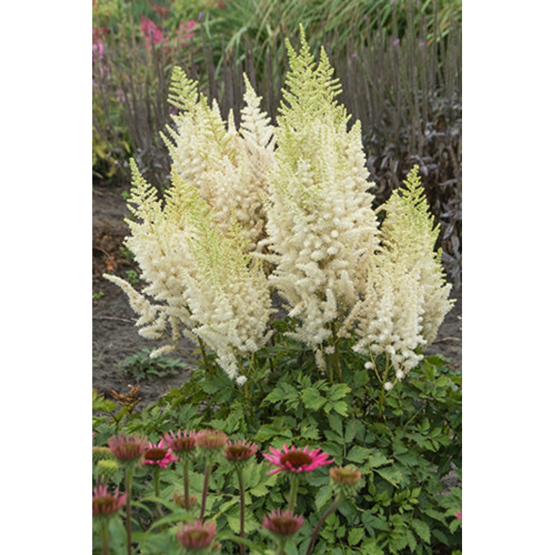 Astilbe – Ivory Pearls – 2 Litre Pot
