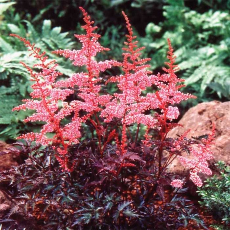 Astilbe – Key West – 2 Litre Pot