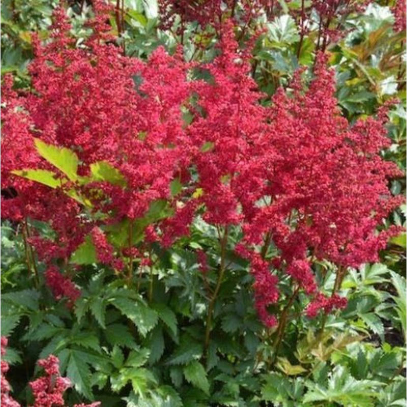 Astilbe – Lowlands Ruby Red – 2 Litre Pot