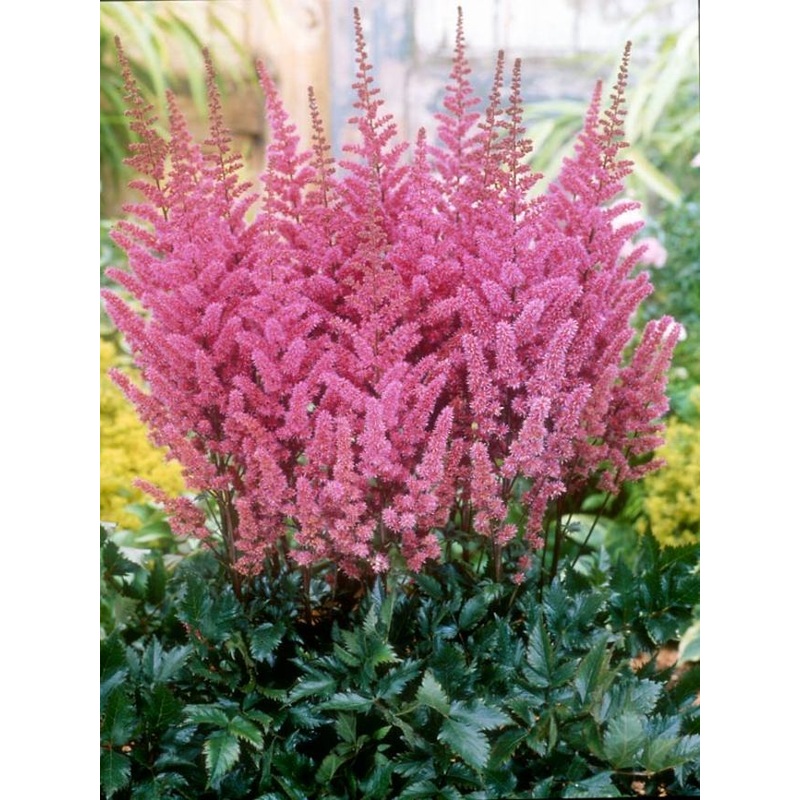 Astilbe – Maggie Daley – 2 Litre Pot