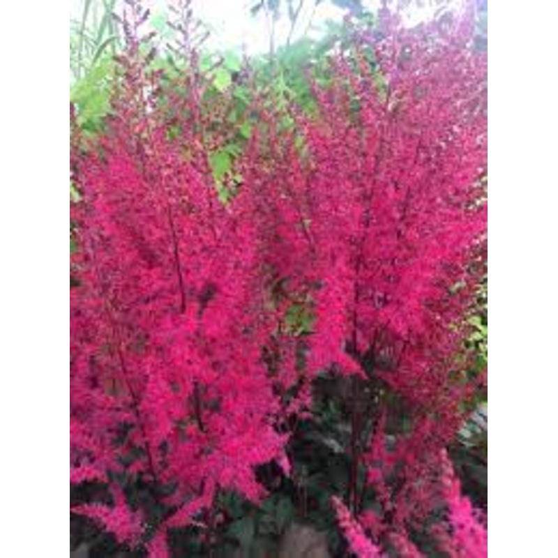 Astilbe – Mighty Chocolate Cherry – 2 Litre Pot