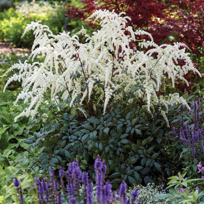 Astilbe – Moccachino – 2 Litre Pot