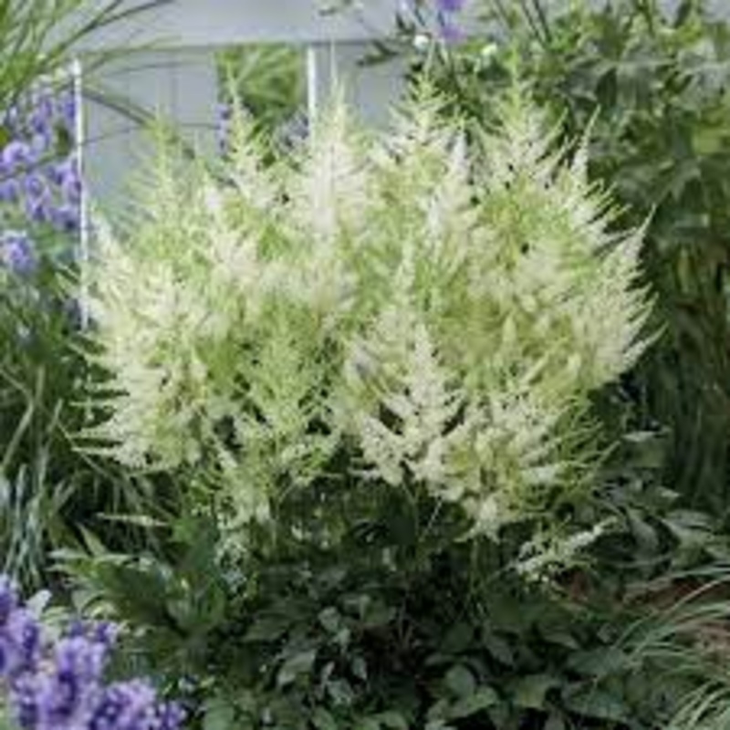 Astilbe – Mojito – 2 Litre Pot