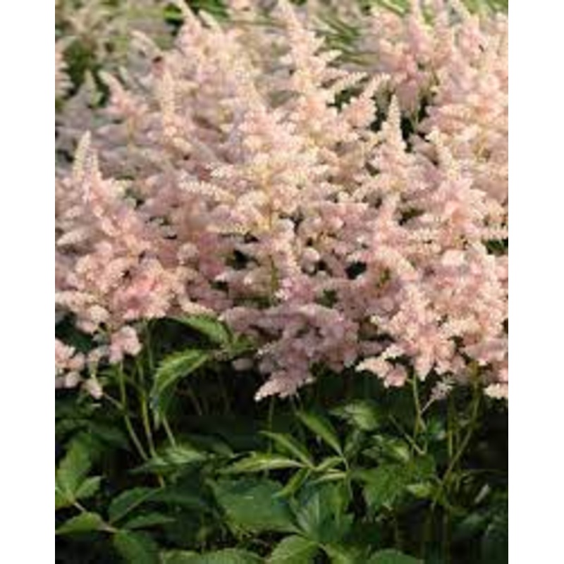 Astilbe – Peach Blossom – 2 Litre Pot