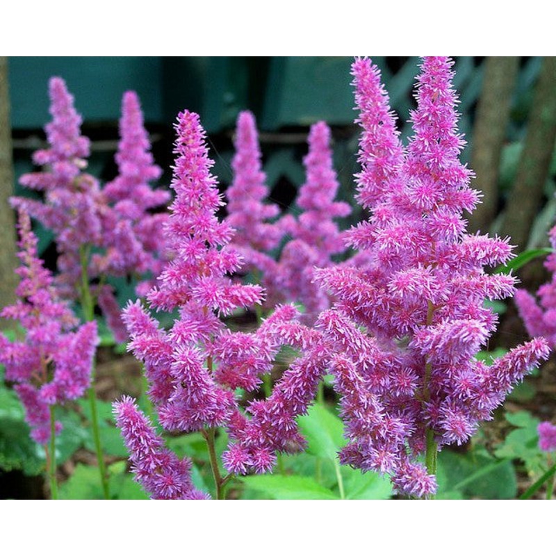 Astilbe – Pumila – 2 Litre Pot
