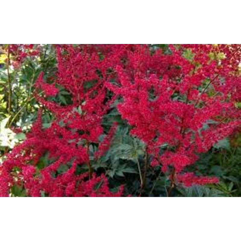 Astilbe – Radius – 2 Litre Pot