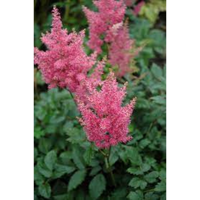 Astilbe – Rheinland – 2 Litre Pot