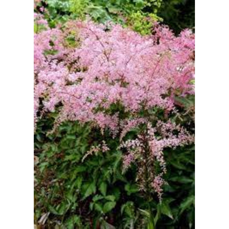Astilbe – Sprite – 2 Litre Pot