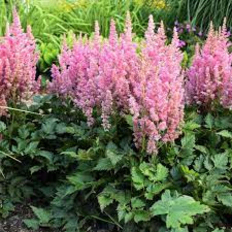 Astilbe – Vision – 2 Litre Pot