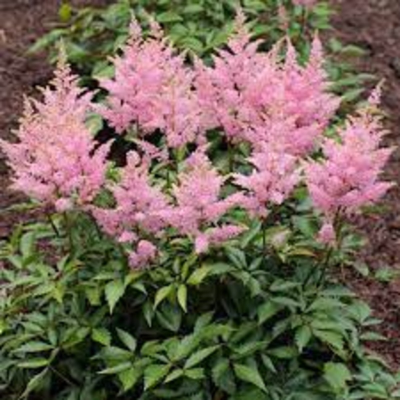 Astilbe – Vision In Pink – 2 Litre Pot