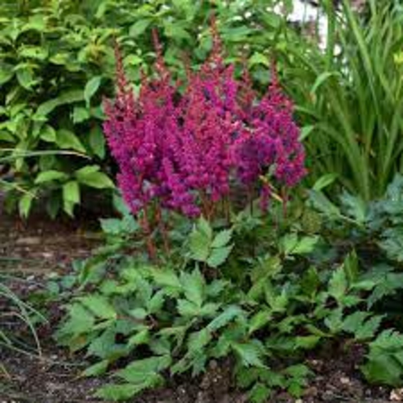 Astilbe – Vision In Red – 2 Litre Pot