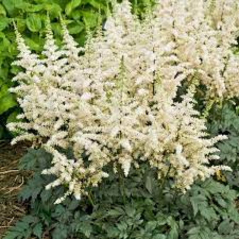 Astilbe – Vision in White – 2 Litre Pot