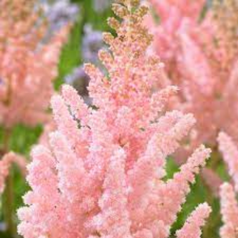 Astilbe – Vision Inferno – 2 Litre Pot