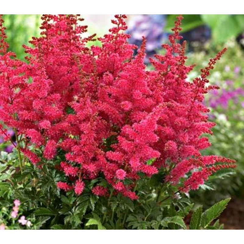 Astilbe – Younique Carmine – 2 Litre Pot