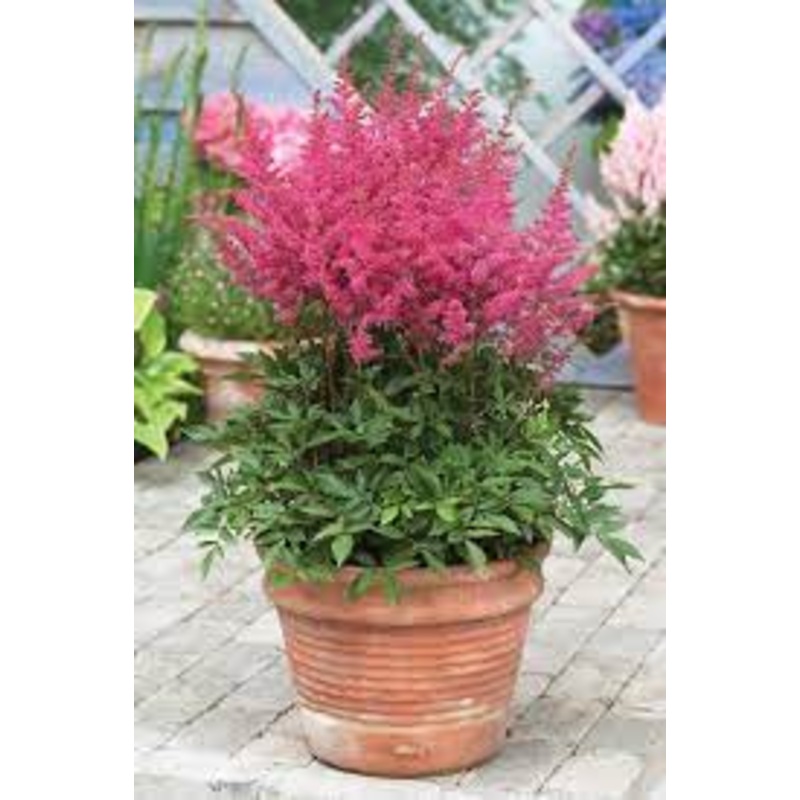 Astilbe – Younique Lilac – 2 Litre Pot