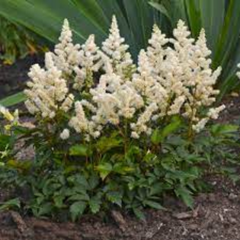 Astilbe – Younique White – 2 Litre Pot