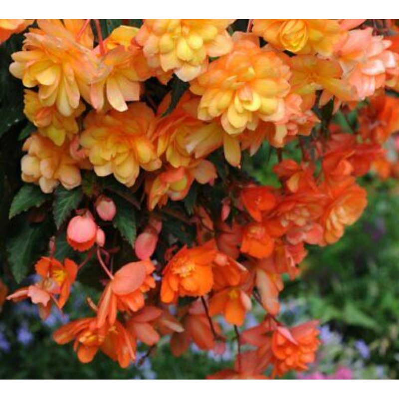 Begonia Belina Apricot – 10.5cm Pot