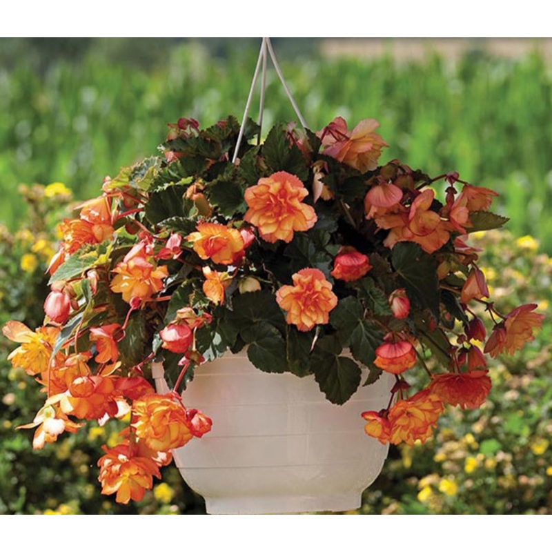 Begonia Illumination F1 Golden Picotee (Trailing Habit) – 10.5cm Pot