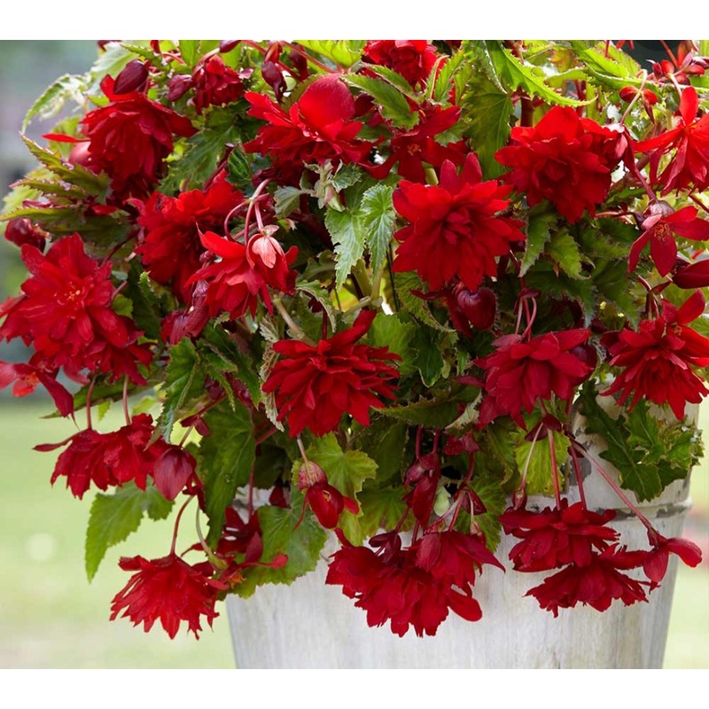 Begonia Illumination F1 Scarlet (Trailing Habit) – 10.5cm Pot