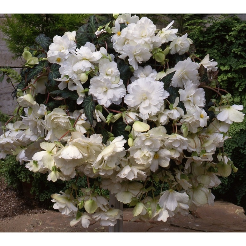 Begonia Illumination F1 White (Trailing Habit) – 10.5cm Pot