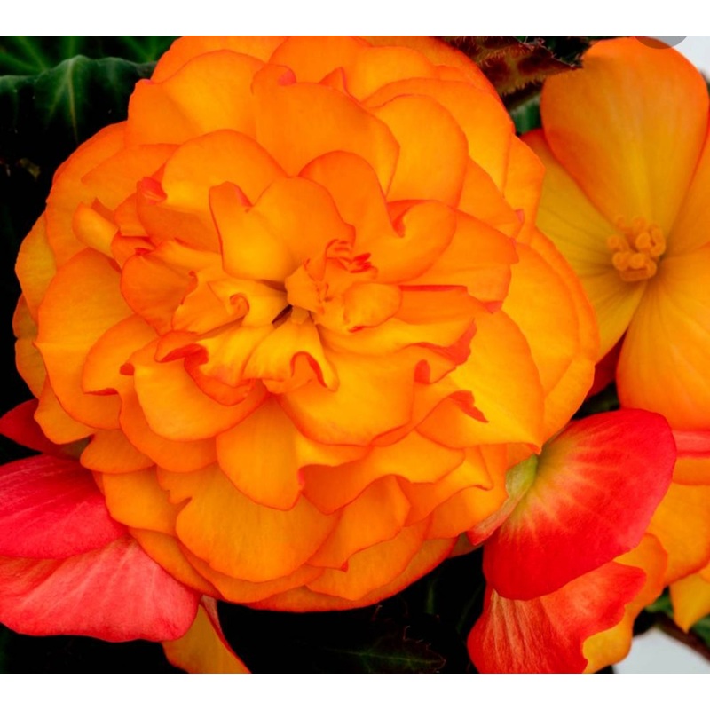 Begonia Nonstop F1 Fire (Bush Habit) – 10.5cm Pot