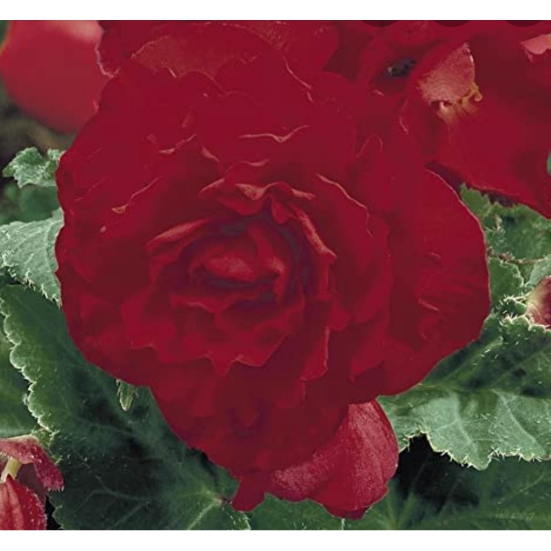 Begonia Nonstop F1 Red (Bush Habit) – 10.5cm Pot