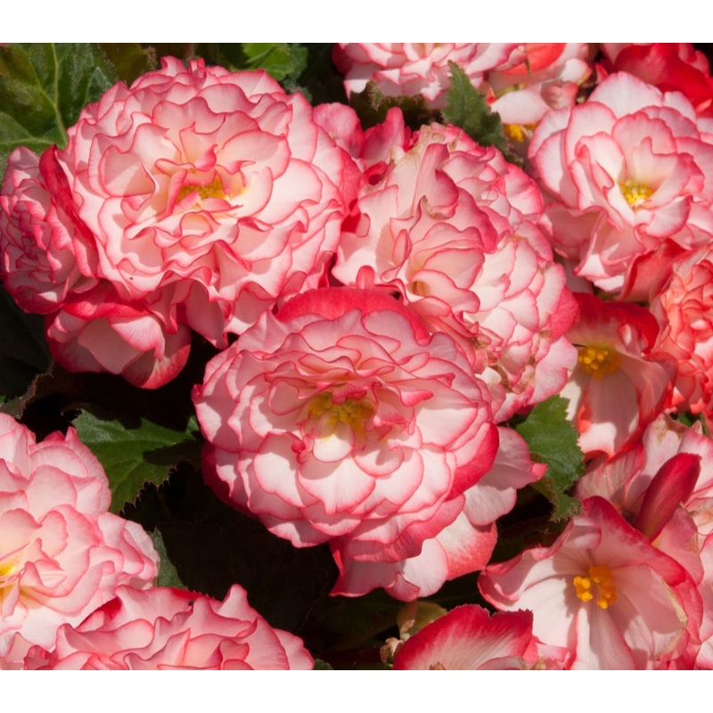 Begonia Nonstop F1 Rose Picotee (Bush Habit) – 10.5cm Pot